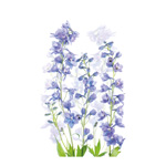 Delphinium